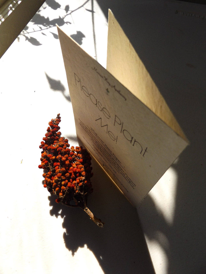 Marissa Kay Apothecary - Seed Paper Cards || Blank Or Personalized Insert
