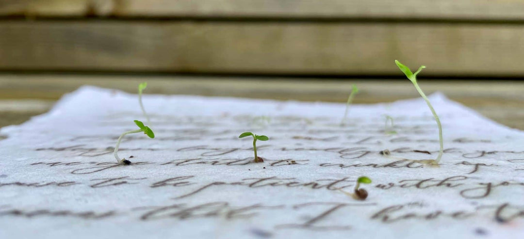 Marissa Kay Apothecary - Plantable Seed Card || Zero Waste || Supports Women MVW13